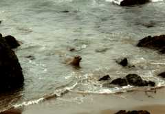 seals