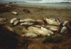 seals