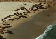seals